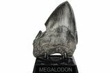 Giant, Fossil Megalodon Tooth - Pathological Root? #199173-2